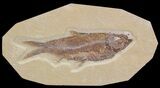Detailed, Knightia Fossil Fish - Wyoming #64569-1